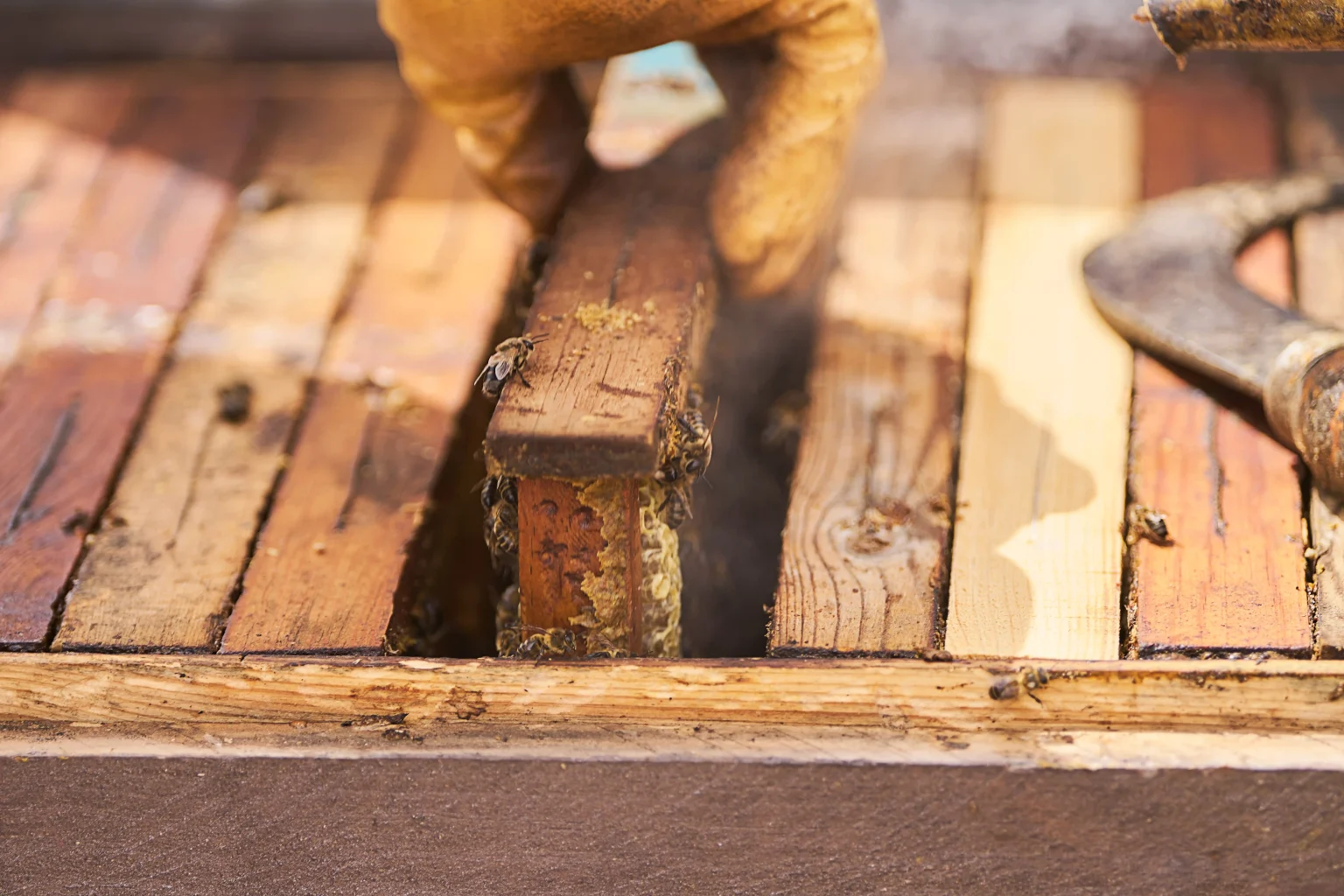 bees-and-honeycomb-in-open-wooden-beehive-2026-01-06-09-14-08-utc (1)